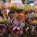 양진농장 이미지