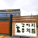 원더독 | 동탄 강아지유치원 호텔 원더독 방문 후기