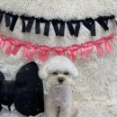 라이크어독 이미지