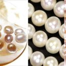 보석이네 이미지