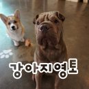 강아지영토 이미지