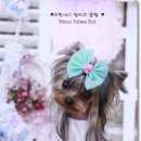 프린세스 말티즈 이미지