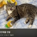 귀여운 고양이 유튜브 발견함 이미지