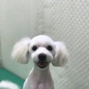 바비 애견샵 이미지