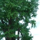 영월읍사무소 이미지