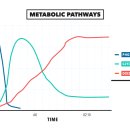 피티온도 이미지