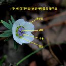 변산바람꽃(복화) 이미지