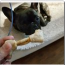 안산덴탈 | 그리니즈 덴탈 껌 수제간식 비교 쇼핑몰 정착 후기