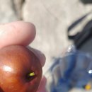 넘은골 | 10월에 한번 맛보는 보은 생대추 넘은골농원에서 올해도 예약했어요