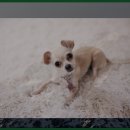 섬진강변 철쭉길 | 청보섬진강변 철쭉길 산책 후기