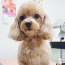 엔조이펫 네이버블로그
