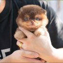 마리켄넬 이미지