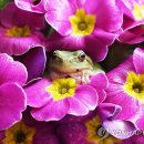 청개구리 이미지