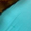 러블리 강아지 | [물품 정보]강아지 여름 필수품! 강아지 쿨매트 <러블리게이즈> 칠리매트 후기!