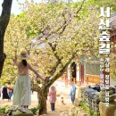 86 | 충남 서산 겹벚꽃 명소 개심사 청벚꽃 개화상황 지금이 절정