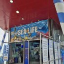 해마중 | [부산/해운대] 실내데이트 아이와 가볼만한 씨라이프부산아쿠아리움 할인및 주차 물품보관함 내돈내산후기