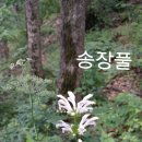 문배마을,강원도 홍천 공작산, 본꽃 이미지