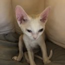 봉곡동물병원 이미지