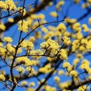 꽃피는노래연습장 | [일상] 꽃이 피는 계절..🌼