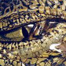 악어의 눈물(crocodile tears) 이미지