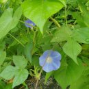 모닝 글로리 이미지