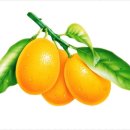 미소화장품 이미지