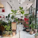 구해드림 | 동탄 신혼집 플랜테리어 l 무늬 뱅갈고무나무 170cm, 구해드림 서비스 후기