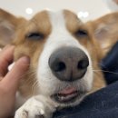 메이 동물병원 이미지