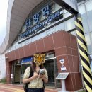 명랑핫도그 단양점 | 단양 1박2일 뚜벅이여행 다소 솔직한... 후기🏃‍♀️