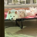 야옹아멍멍해봐 속초점 이미지