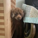 바운더리프리