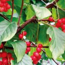 남토북수 농원 이미지