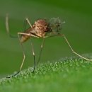 DUBAI BI-A 이미지