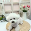 더 귀엽개 이미지