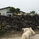 멍뭉이 살롱 이미지