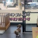 보노도그 이미지