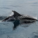 돌고래 이미지