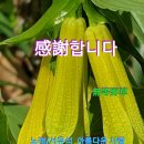 윤판나물 이미지