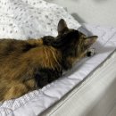 그루밍차차 이미지