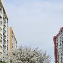남천동 삼익비치B상가 주차장 | 부산 남천동 삼익비치 벚꽃 주민이 전하는 실시간 개화
