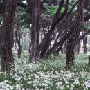 지천솔밭 이미지