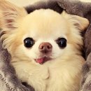 오복동물치과병원 이미지