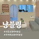 냥블링 | 시흥 부천 무마취 고양이 미용실 냥블링 방문 솔직 후기