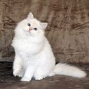 슈네발렌 이미지