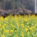 GS25산방산점