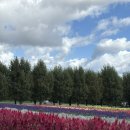 한그루민박 | #2 아기와 함께가는 삿포로 3박4일 여행 - 비에이투어(단독 차량)