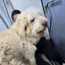 사랑할개 이미지