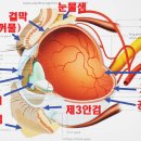 동물들에게 흔한 안과질환, 각.결막염 이미지