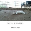 현대중공업스포츠문 | ⚽️ 축구를 보고 왔음니다(후기: 뇨끼가 맛있어요)
