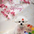 미유펫 강아지애견미용 | 서울 동작구 보라매 애견미용 고마워강아지 추천 후기